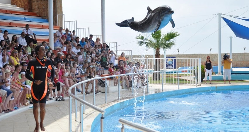 From Side: Dolphin Show